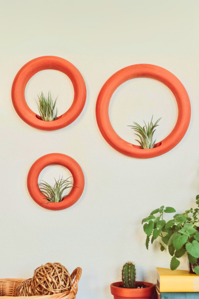 Air Plants for bedroom wall 1