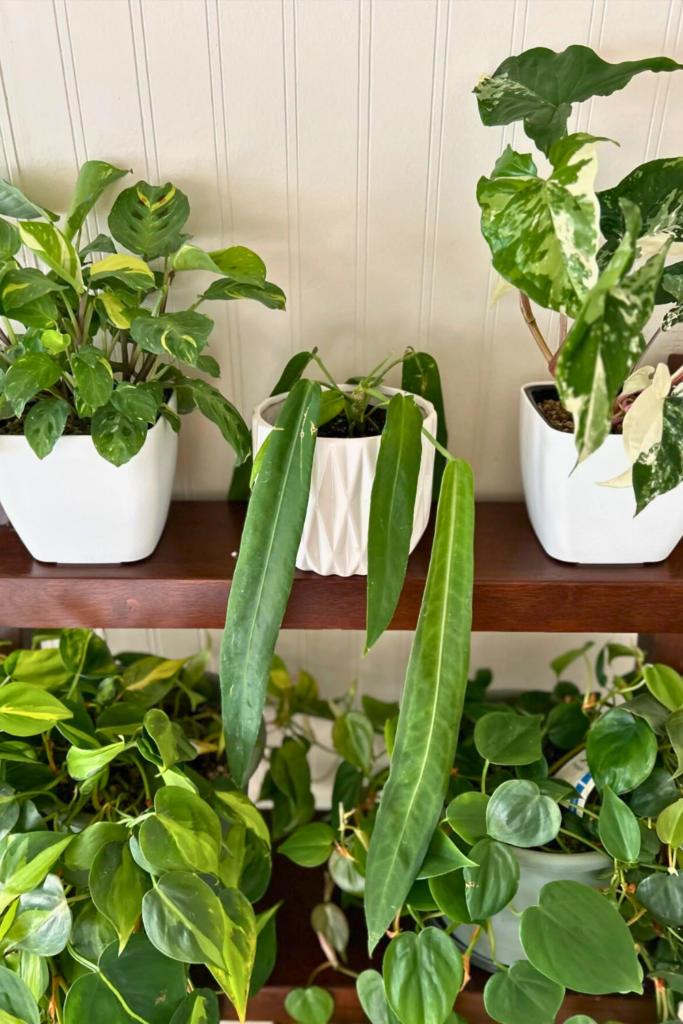 Anthurium pallidiflorum for bedroom wall 1