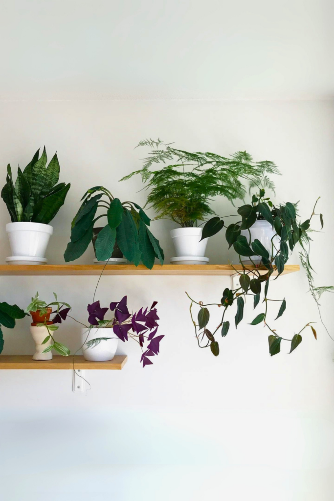 Asparagus Fern for bedroom wall 1