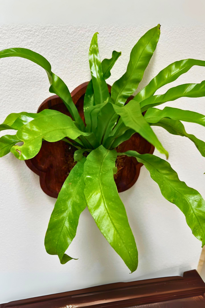 Birds Nest Fern for bedroom wall 1