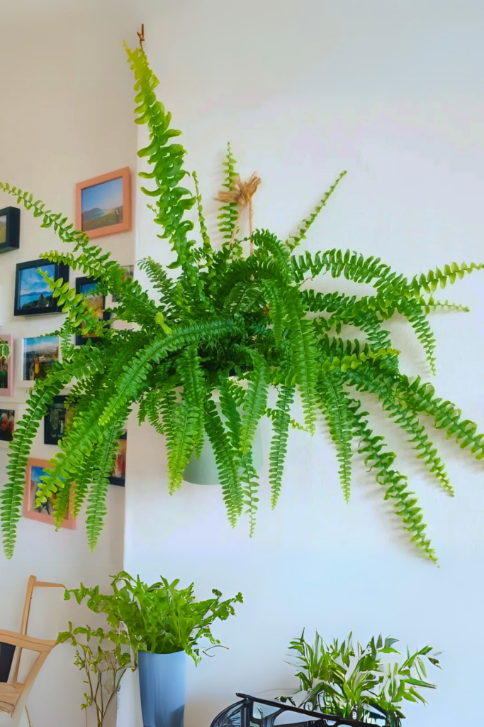 Boston Fern for bedroom wall 1