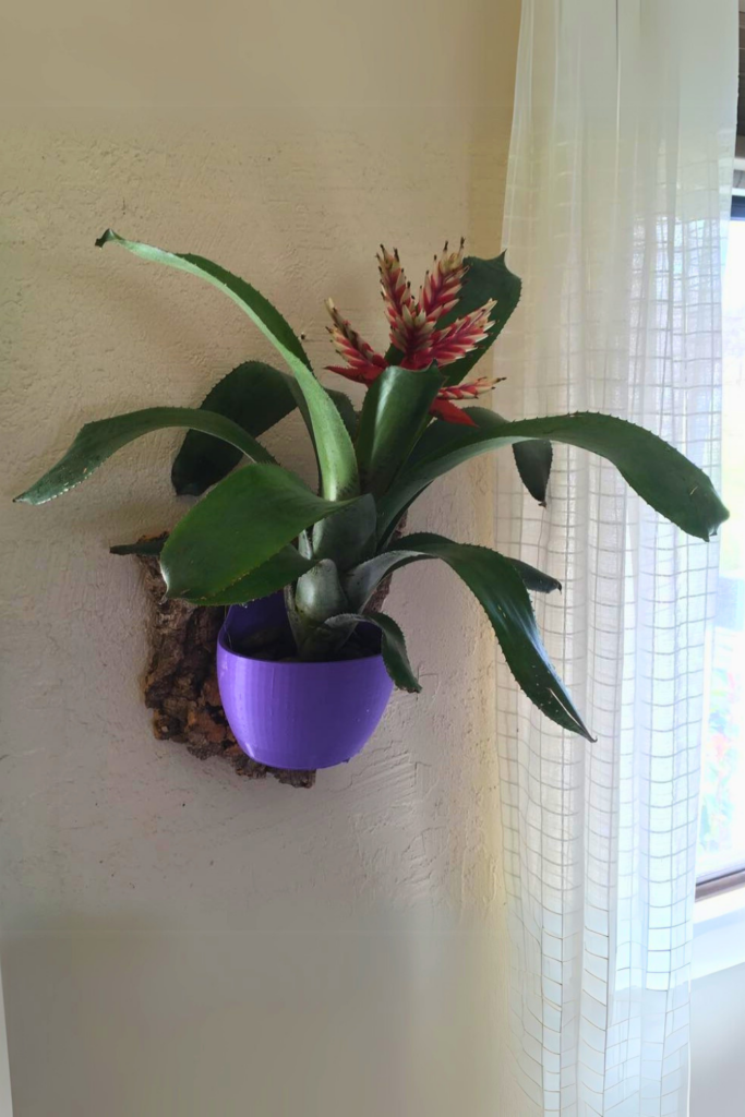 Bromeliad for bedroom wall 1
