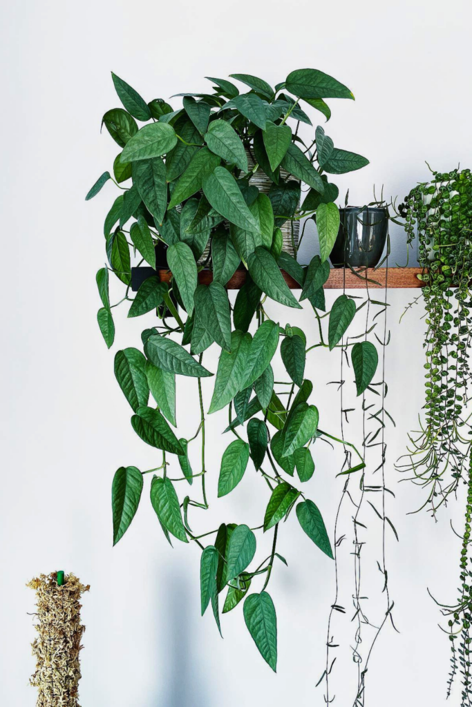 Cebu Blue Pothos for bedroom wall 1