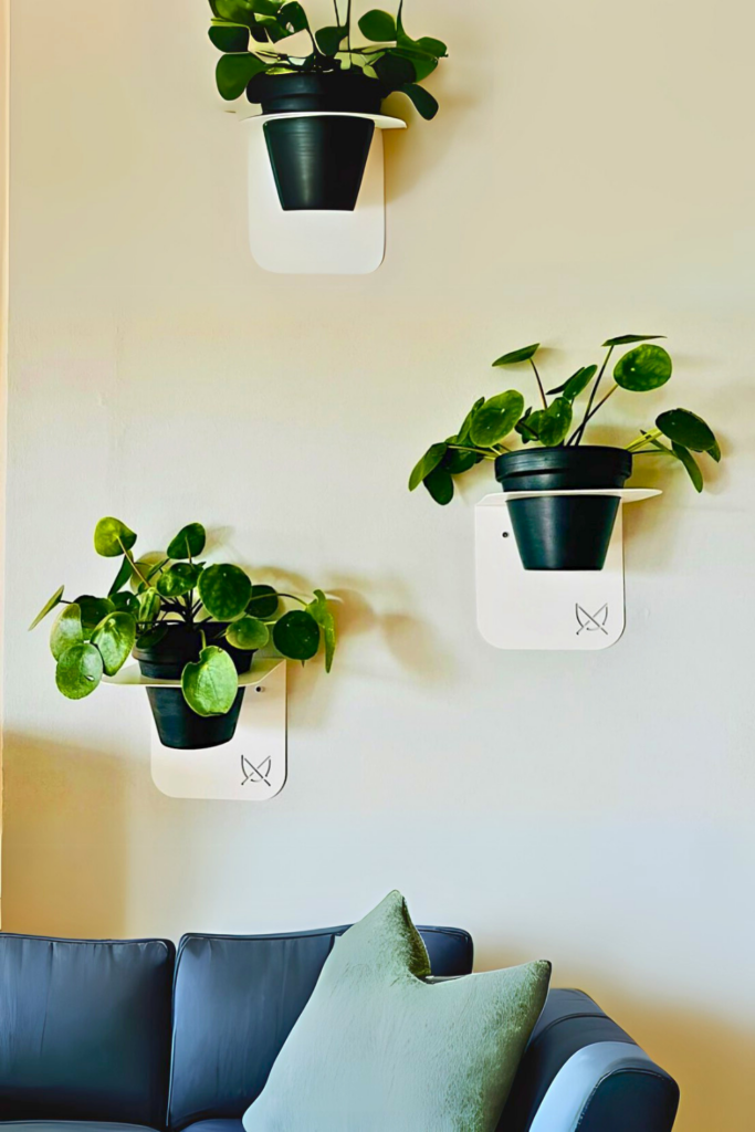 Chinese Money Plant for bedroom wall 1