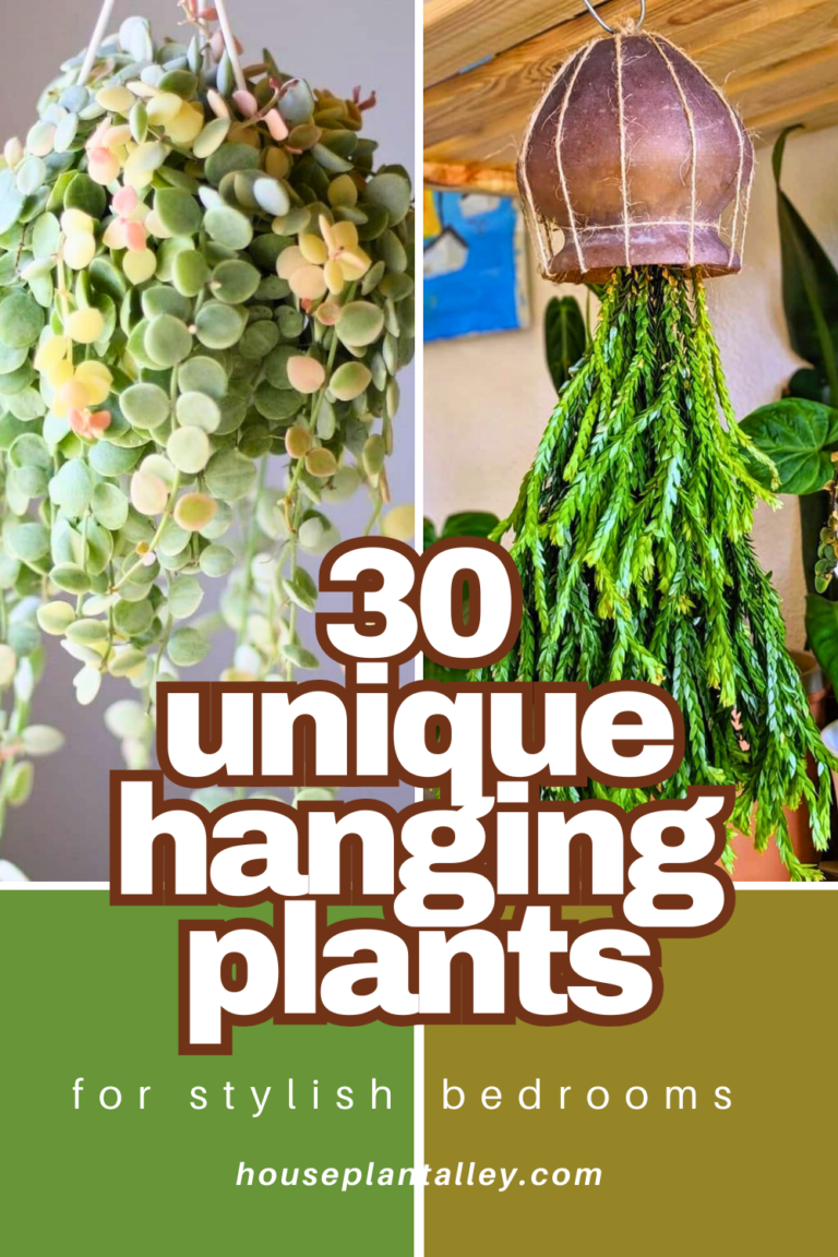 30 Gorgeous Hanging Plants to Bring Life to Your Bedroom | Houseplant Alley