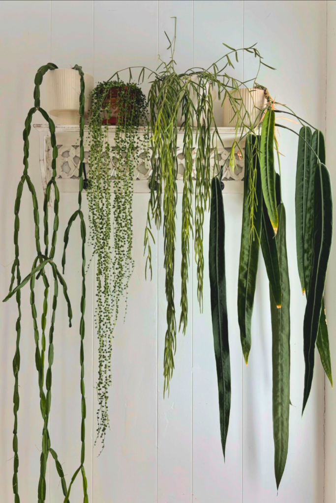 Hoya Linearis for bedroom wall 1