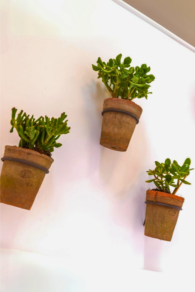 Jade Plant for bedroom wall 1