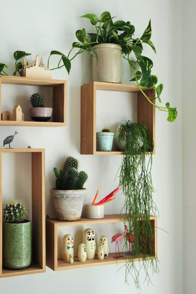Mistletoe Cactus for bedroom wall 1