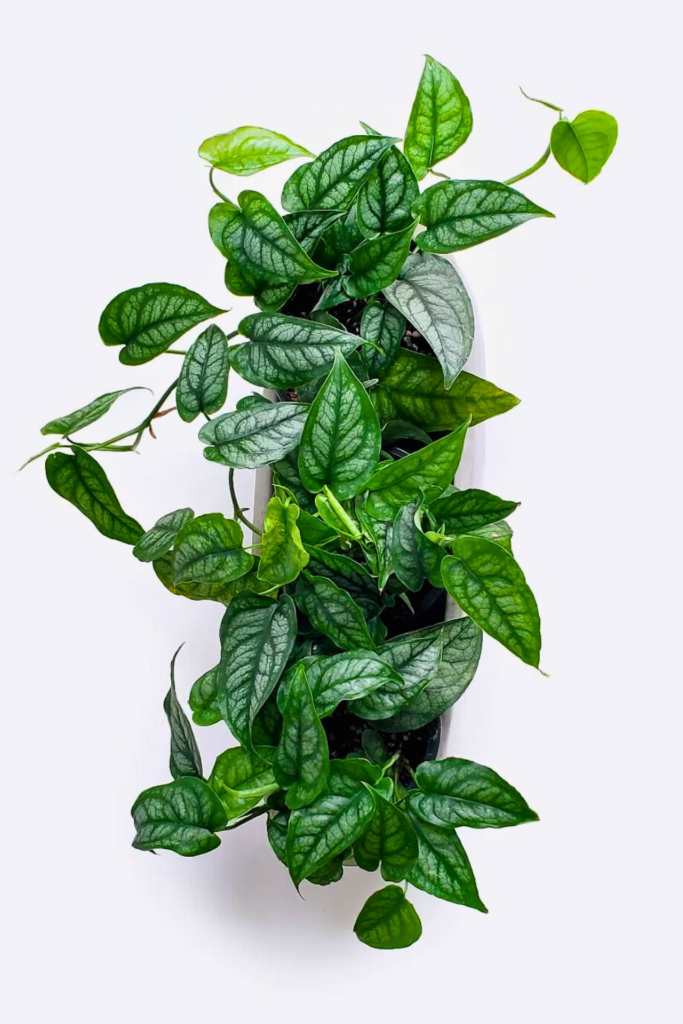 Monstera siltepecana for bedroom wall