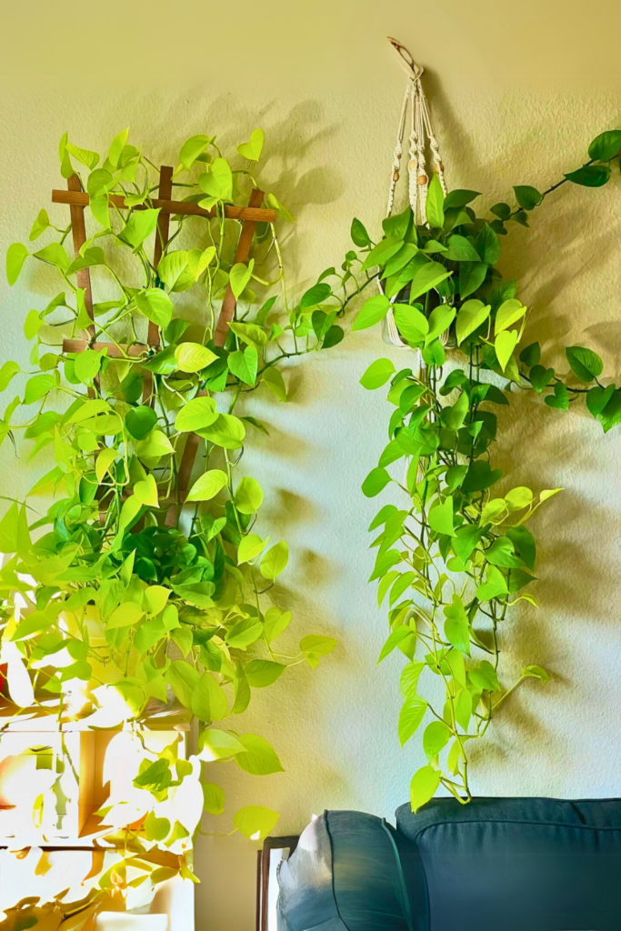 Neon Pothos for bedroom wall 1