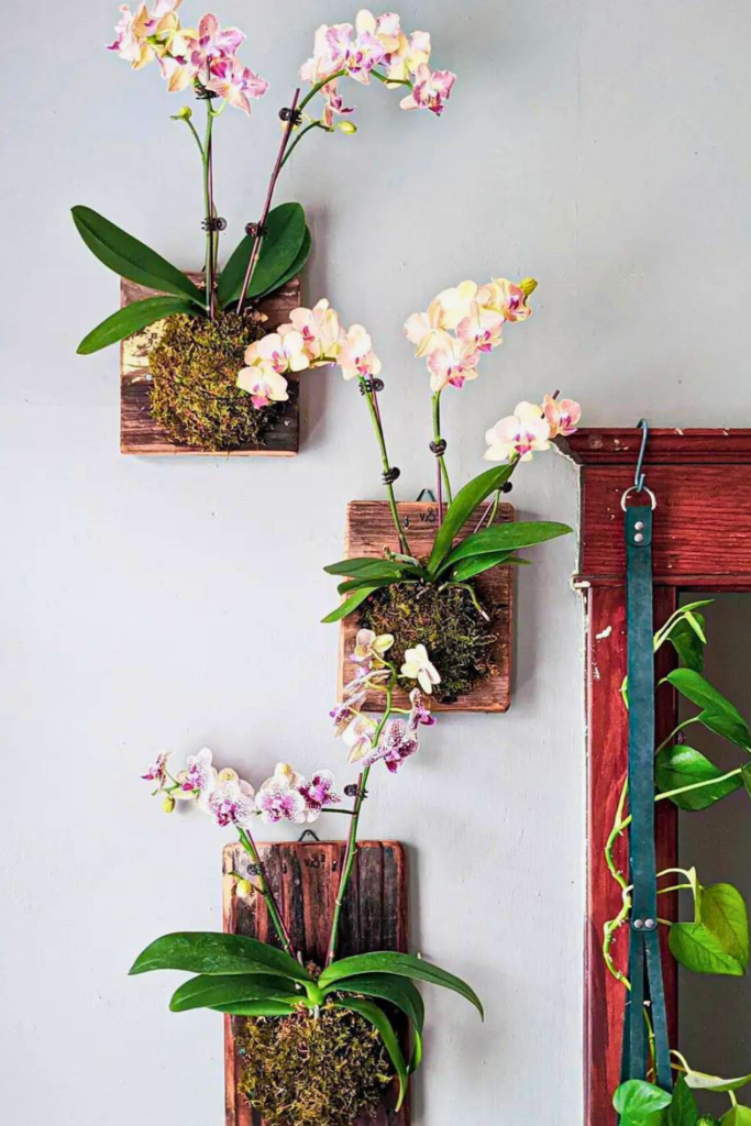 Orchid for bedroom wall 1