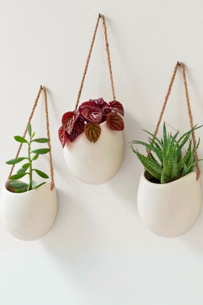 Peperomia for bedroom wall 1