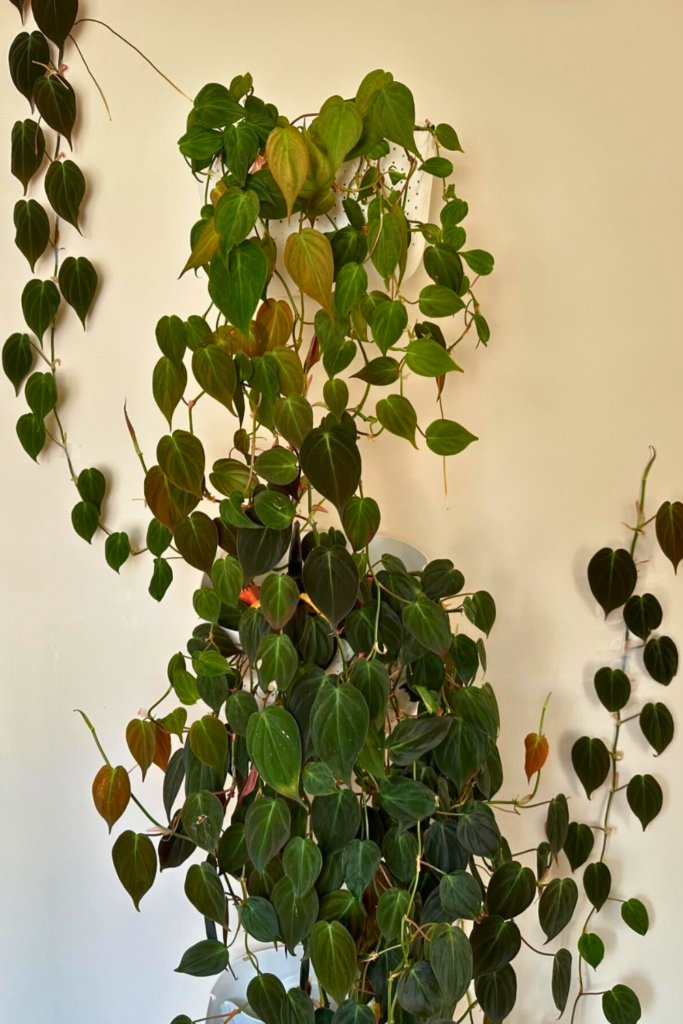 Philodendron Micans for bedroom wall 1