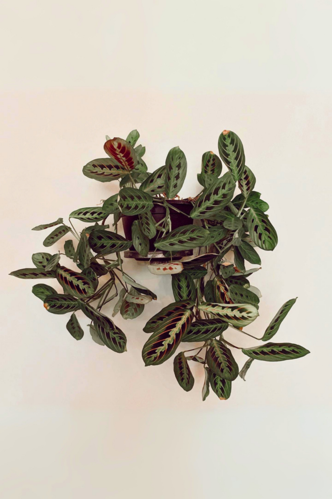 Prayer Plant for bedroom wall 1