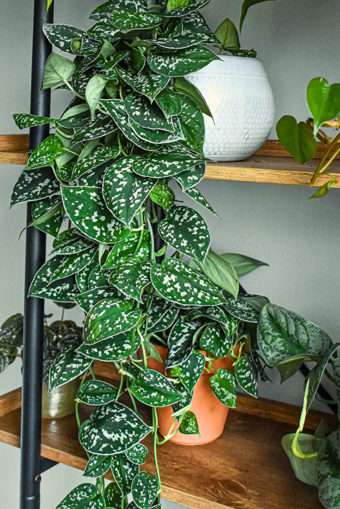 Satin Pothos for bedroom wall 1