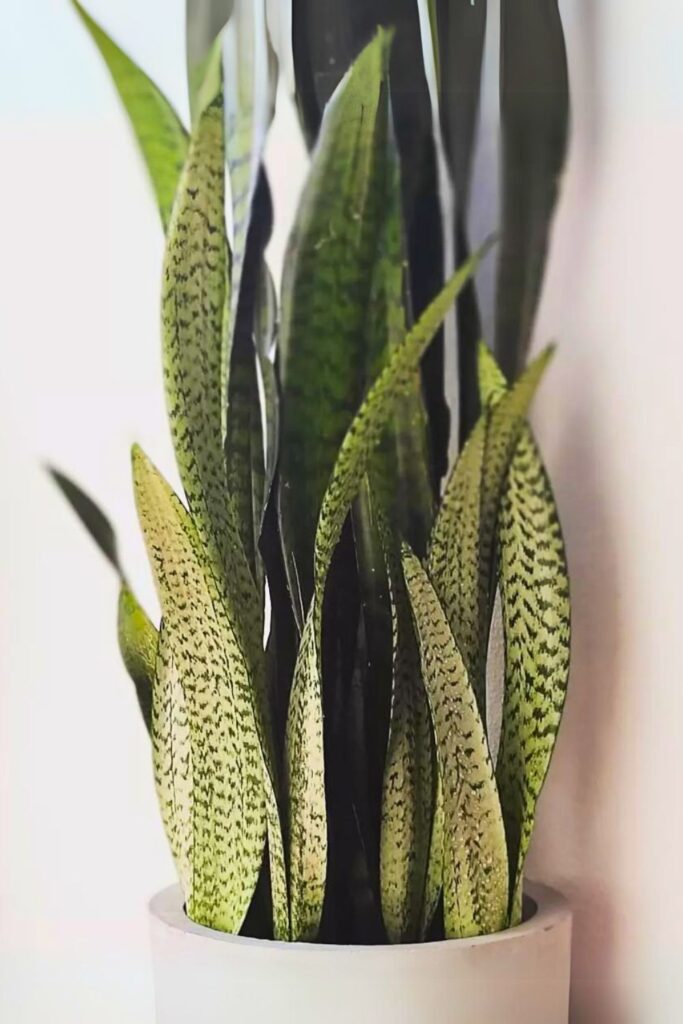 Snake plant for spring