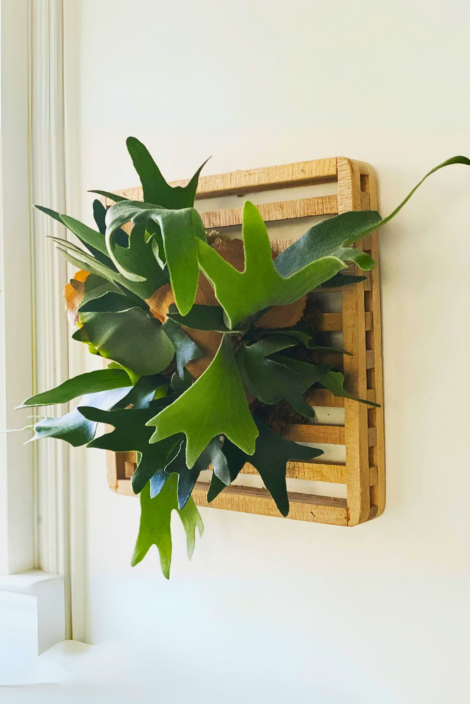 Staghorn Fern for bedroom wall 1