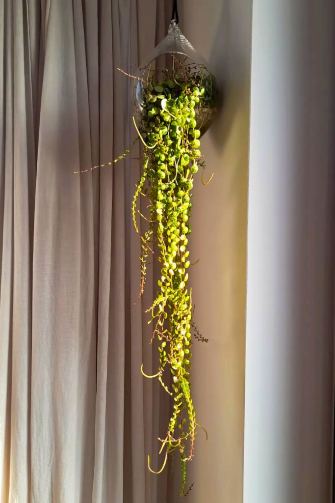 String of Turtles for bedroom wall 1