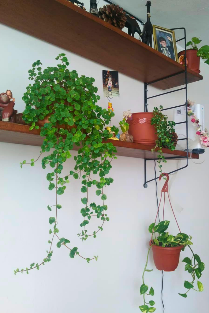 Swedish Ivy for bedroom wall 1