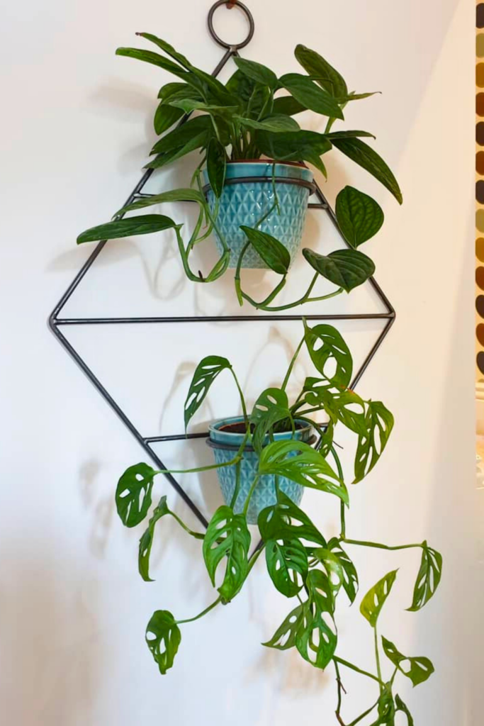 Swiss Cheese Plant for bedroom wall 1