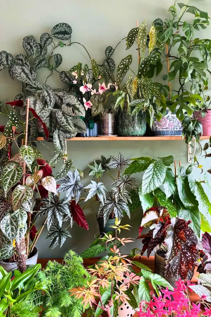 Trailing Begonia for bedroom wall 1