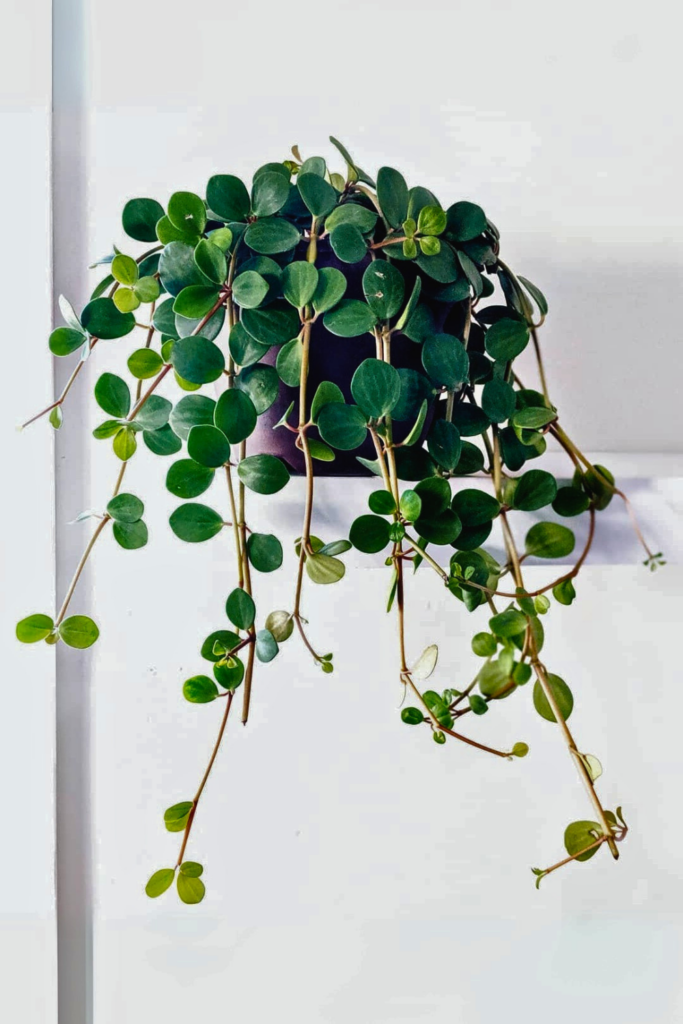 Trailing Jade for bedroom wall 1