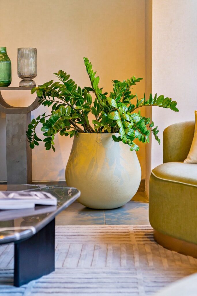ZZ plant for spring