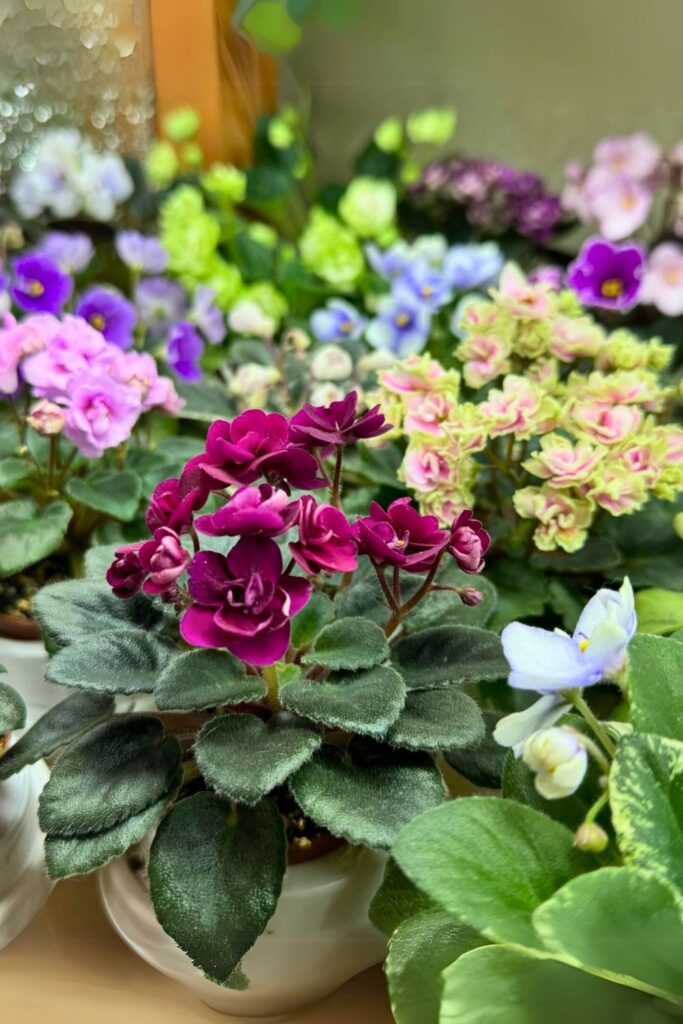 african violet for spring