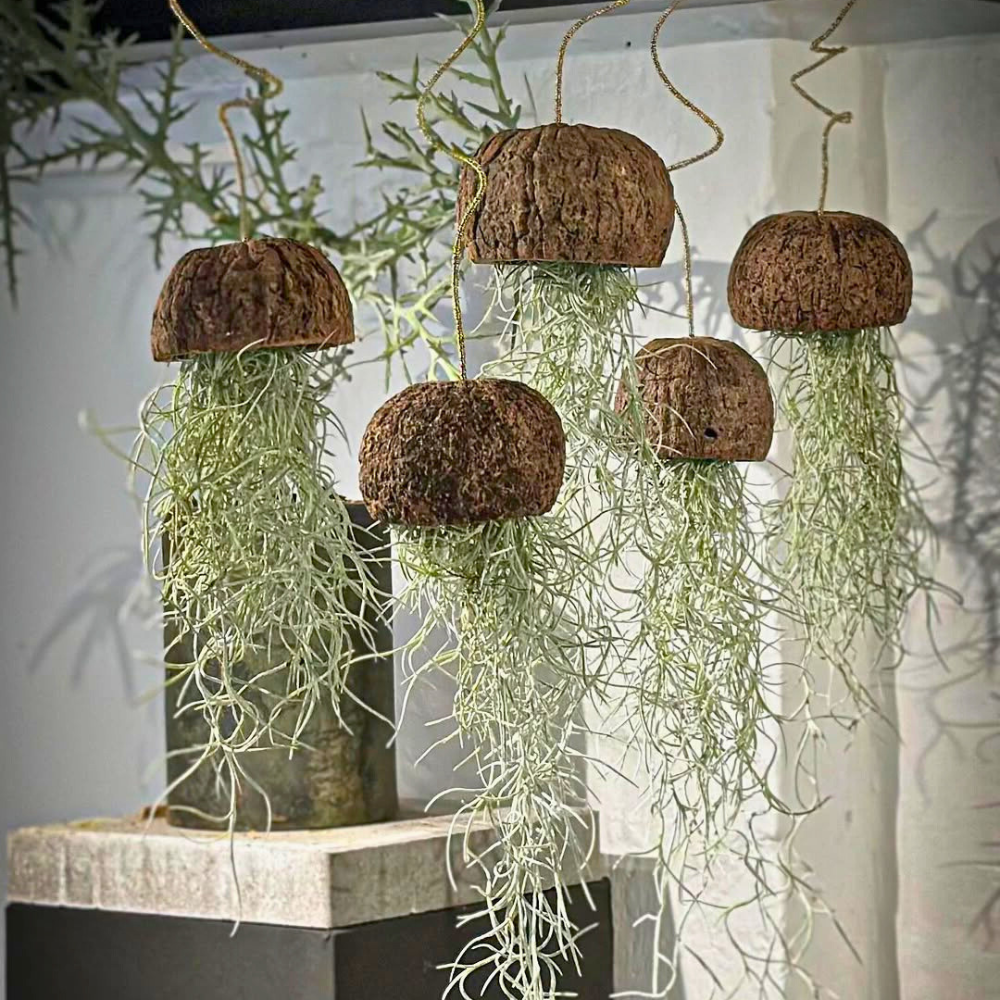 air plant for bedroom 1