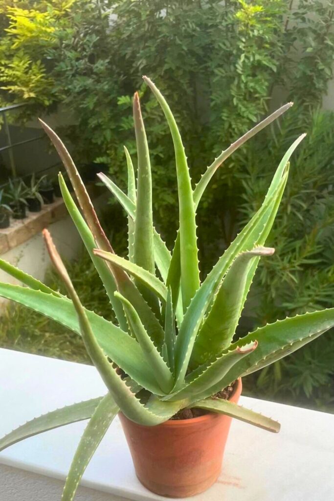 aloe vera for spring