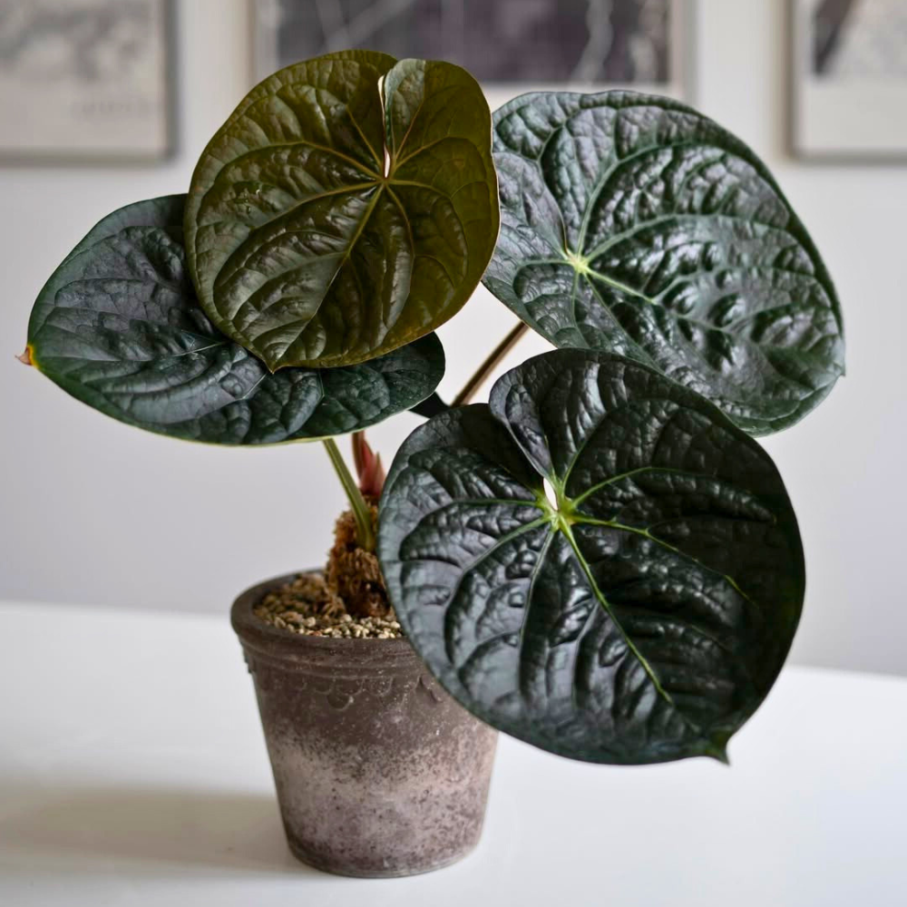 anthurium for bedroom 1
