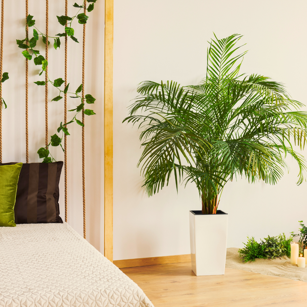 areca palm for bedroom 1