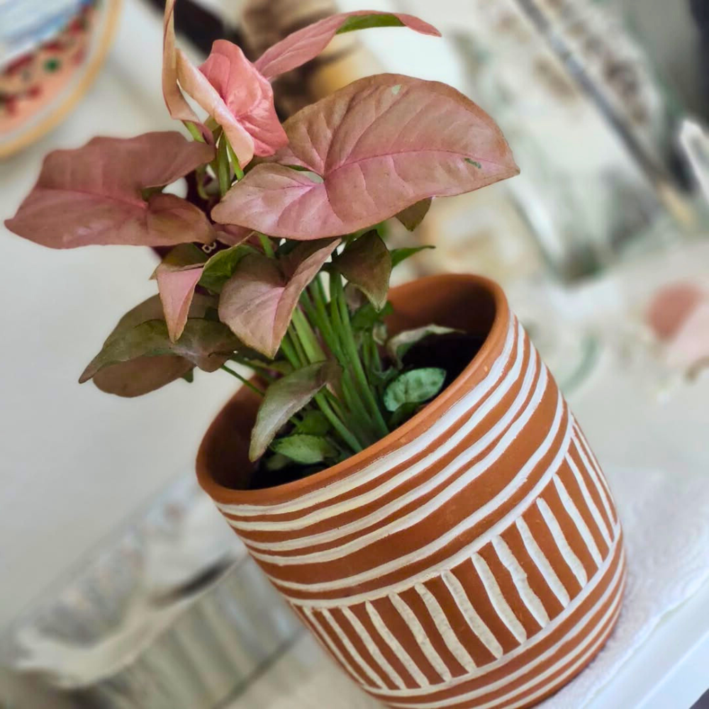 arrowhead plant for bedroom