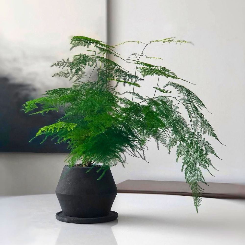 asparagus fern for bedroom 1