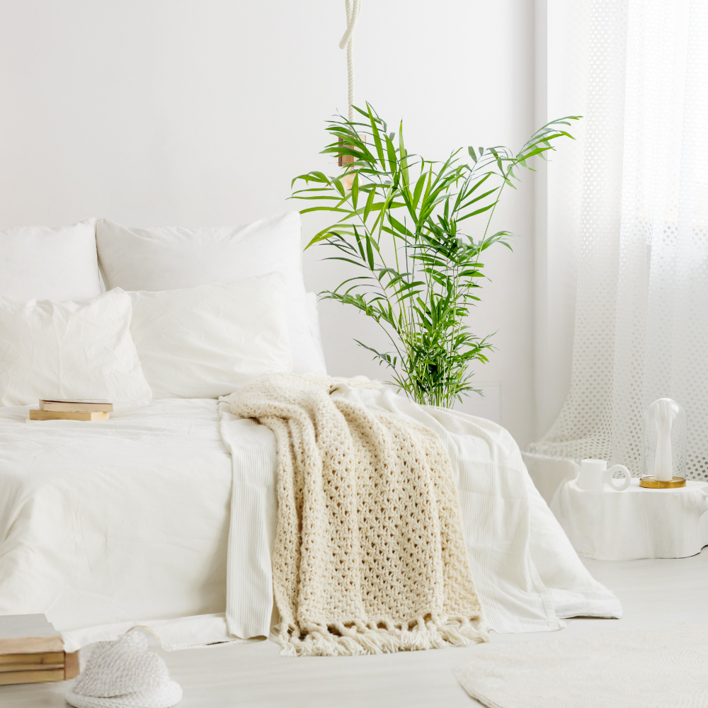 bamboo palm for bedroom