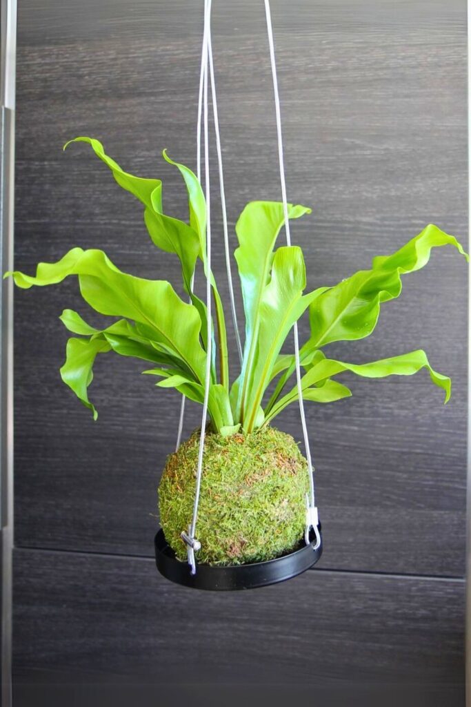 birds nest fern for spring