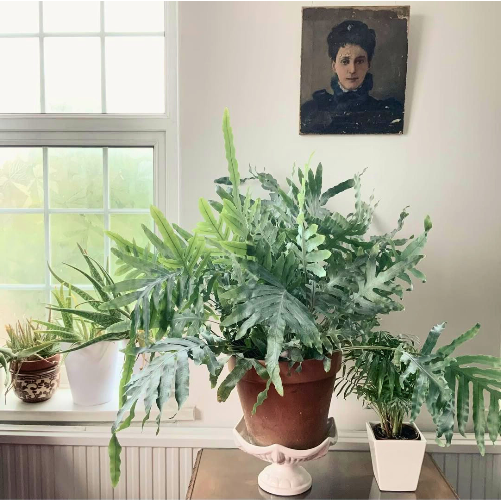 blue star fern for bedroom 1