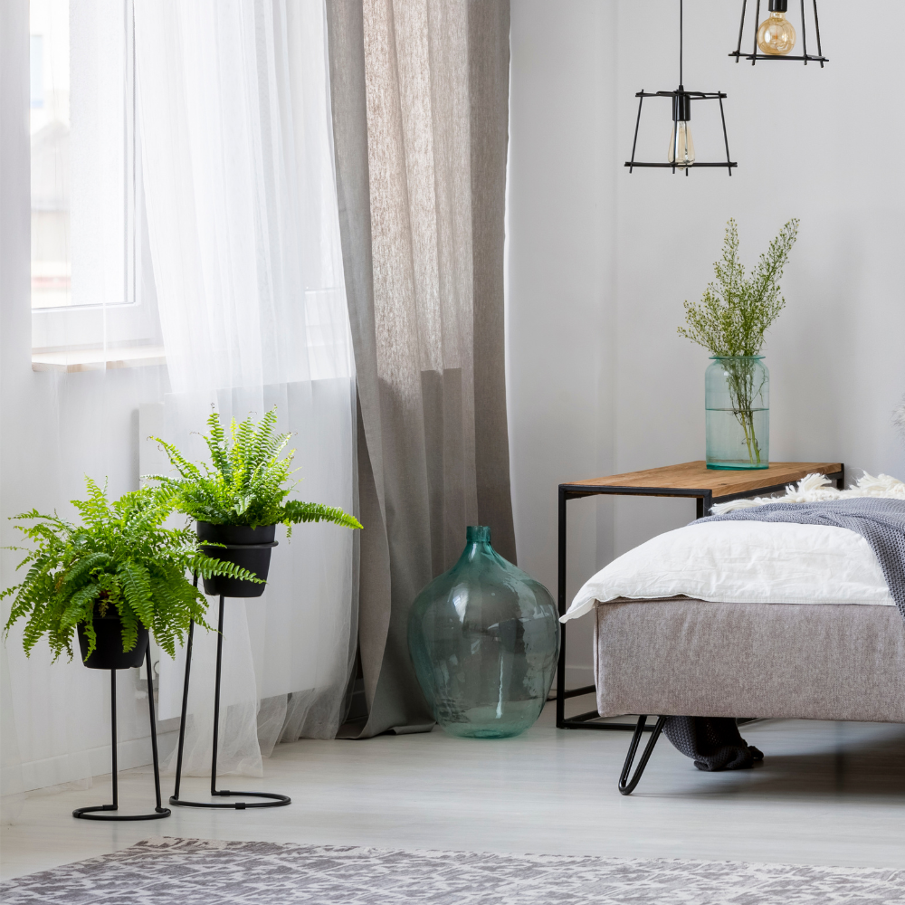 boston fern for bedroom 1
