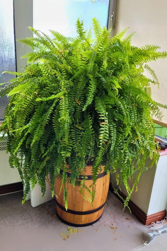 boston fern for spring
