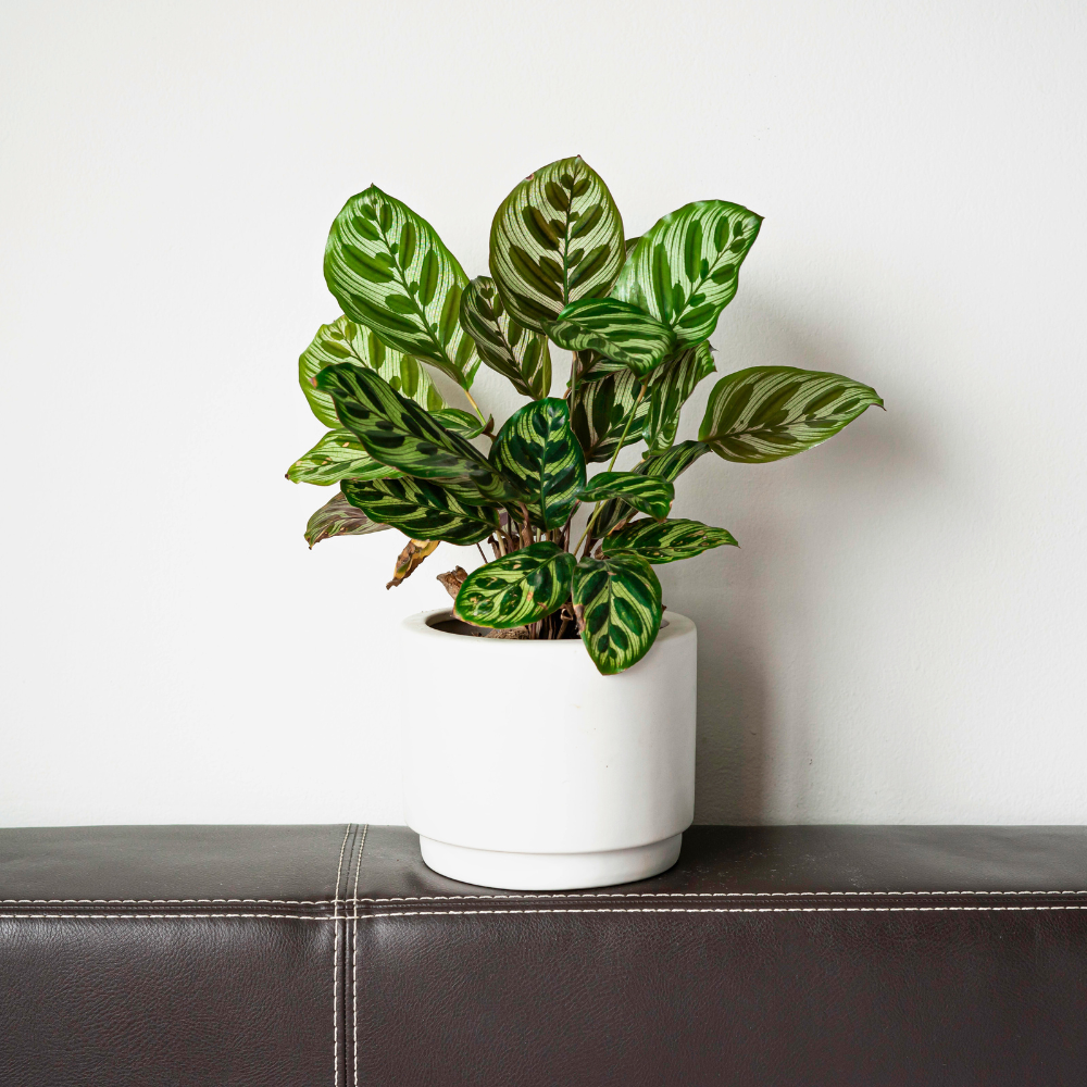 calathea for bedroom 1