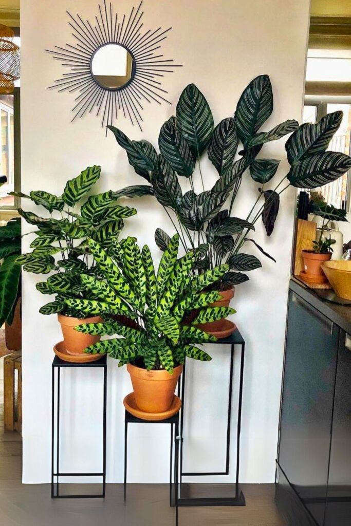 calathea for spring