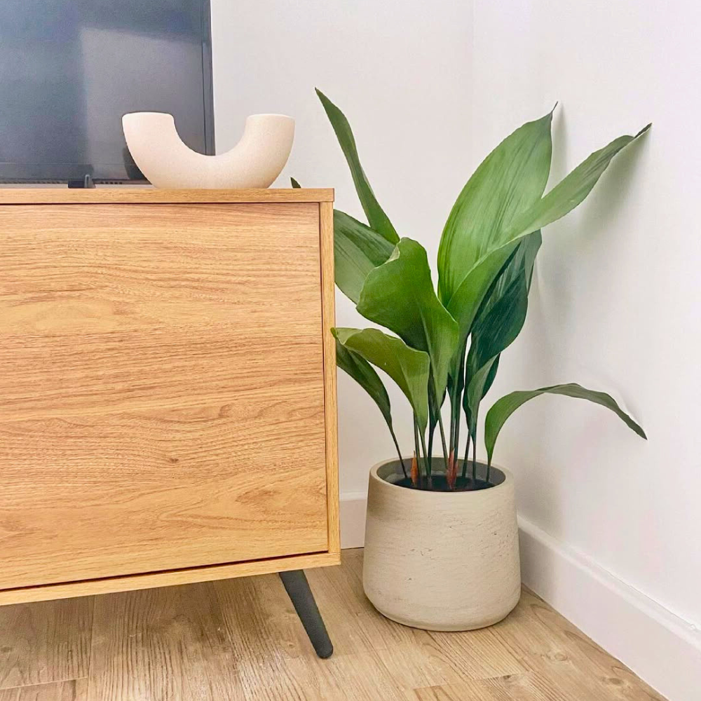 cast iron plant for bedroom
