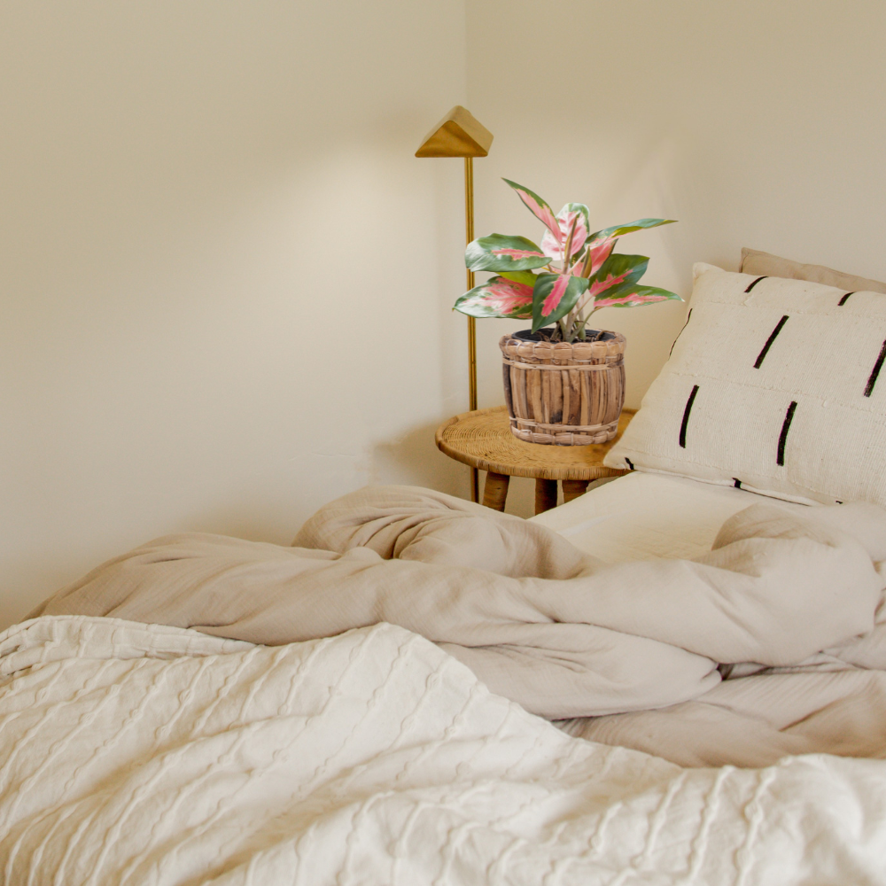 chinese evergreen for bedroom 1
