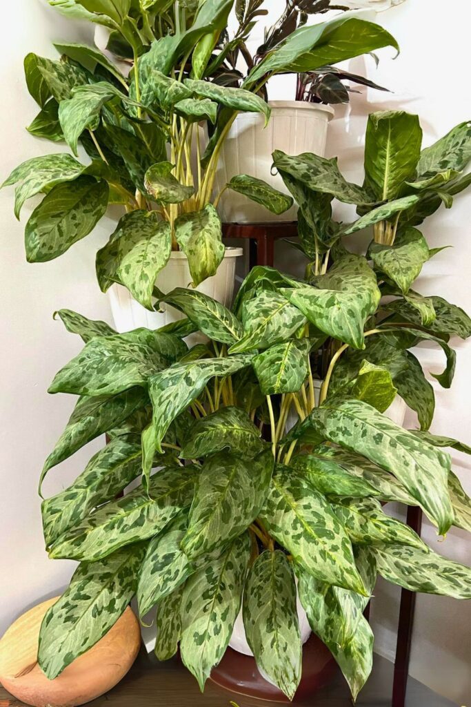 chinese evergreen for spring