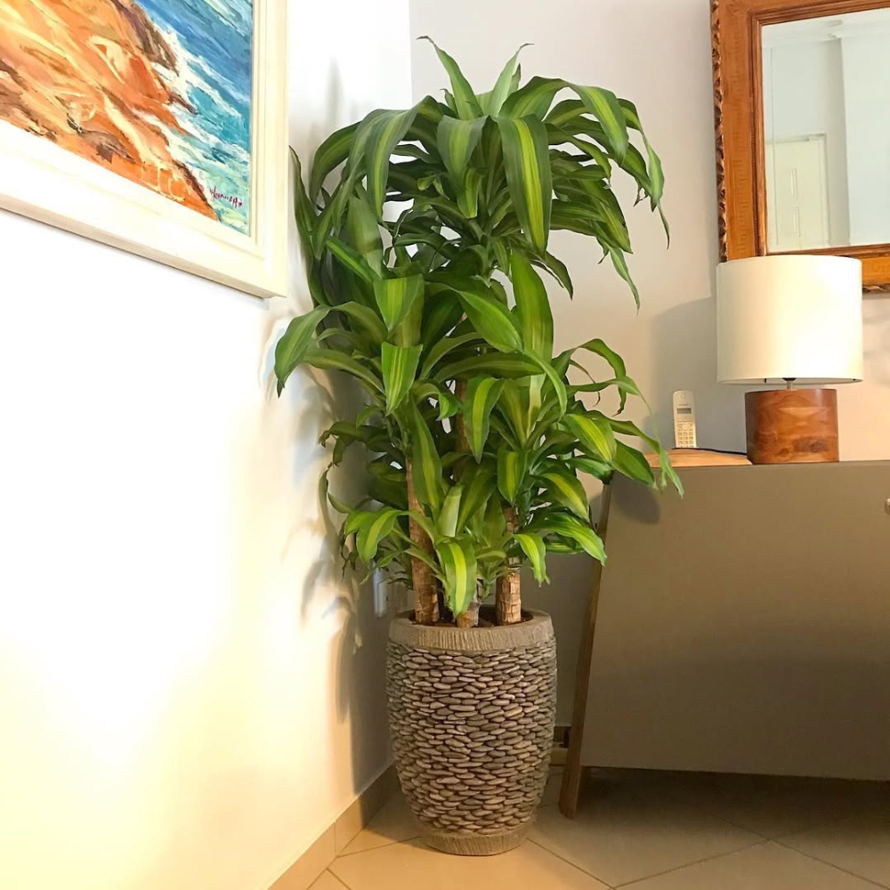 corn plant for bedroom 1