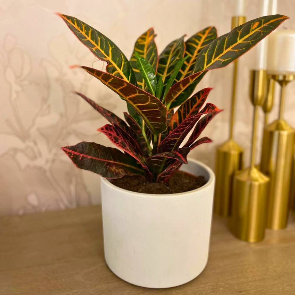 croton for bedroom 1