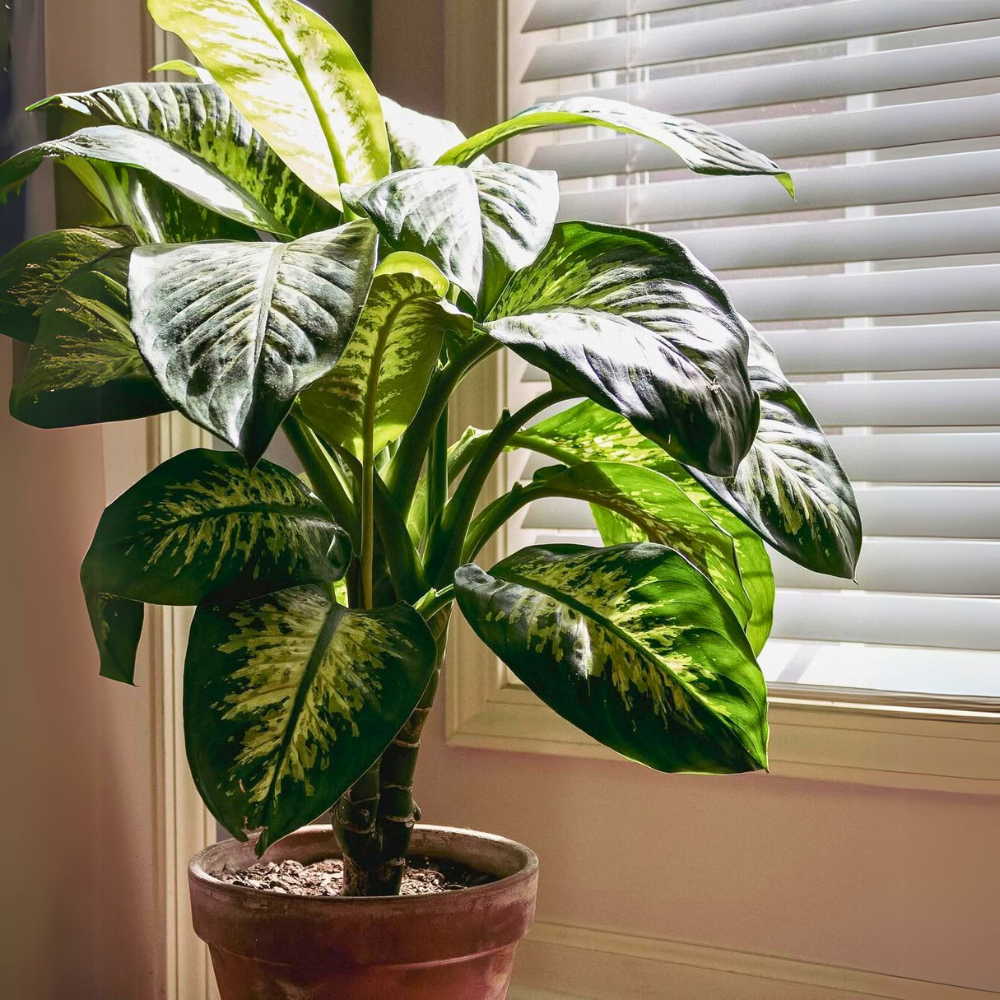 dieffenbachia for bedroom 1