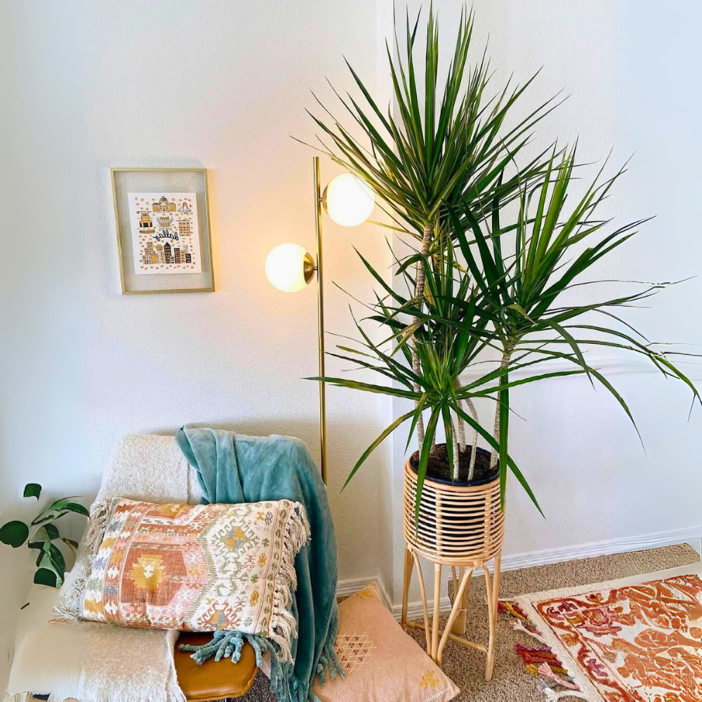dracaena for bedroom 1