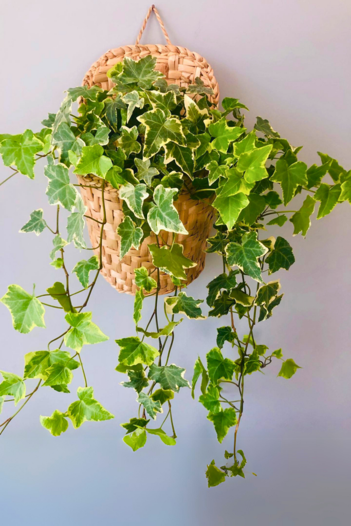 english ivy for bedroom wall