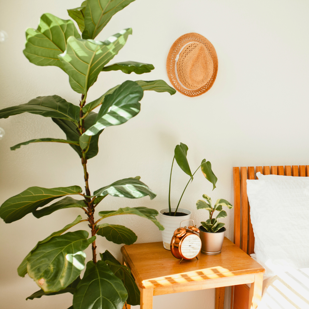 fiddle leaf fig for bedroom